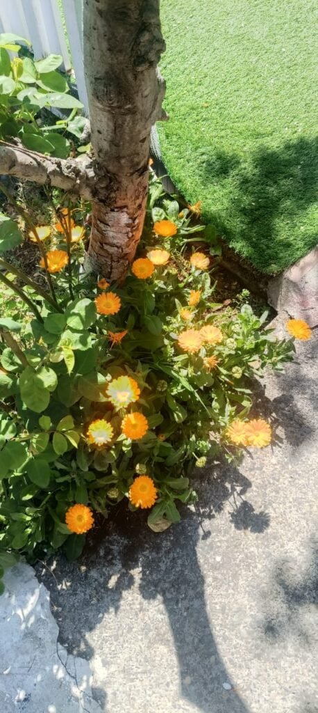 Hotel Garden Cottage and Resort Dhanaulti - Garden 4